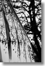 asia, black and white, branches, hanoi, reflections, tree branches, trees, vertical, vietnam, windows, photograph