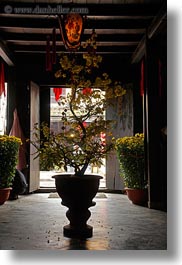 asia, flowers, hoi an, potted, silhouettes, trees, vertical, vietnam, photograph