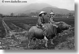 animals, asia, asian, black and white, clothes, conical, hats, horizontal, men, mountains, ox, people, vietnam, villages, photograph