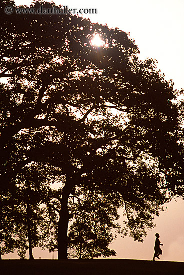 tree silhouette pictures. boy-n-tree-sil-01.jpg
