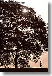australia, boys, childrens, nature, people, plants, shade tree, silhouettes, sydney, trees, vertical, photograph