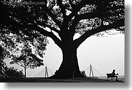 australia, benches, black and white, horizontal, jills, nature, plants, shade tree, silhouettes, sydney, trees, photograph