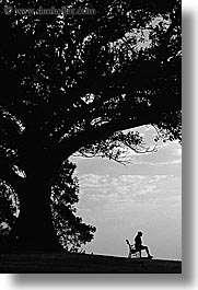 australia, benches, black and white, jills, nature, plants, shade tree, silhouettes, sydney, trees, vertical, photograph