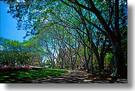 australia, horizontal, lined, nature, park, plants, shade tree, sydney, trees, photograph