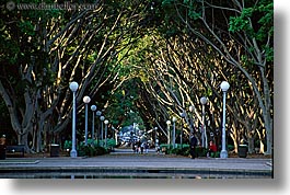 australia, horizontal, lamp posts, nature, plants, shade tree, streets, sydney, trees, tunnel, photograph