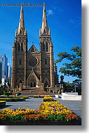 australia, buildings, churches, flowers, nature, religious, st marys cathedral, structures, sydney, vertical, photograph