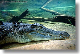 alligator, animals, australia, horizontal, sydney, taronga zoo, photograph