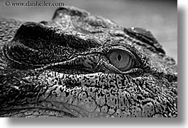 alligator, animals, australia, black and white, horizontal, sydney, taronga zoo, photograph