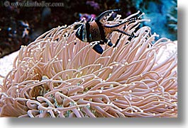 anemone, angels, animals, australia, fish, horizontal, sydney, taronga zoo, photograph