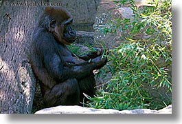 animals, australia, gorilla, horizontal, sydney, taronga zoo, photograph