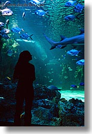 animals, aquarium, australia, fish, jil, people, silhouettes, structures, sydney, taronga zoo, vertical, womens, photograph