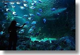 animals, aquarium, australia, fish, horizontal, jil, people, silhouettes, structures, sydney, taronga zoo, womens, photograph
