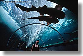animals, aquarium, archways, australia, fish, horizontal, jills, looking, people, sharks, silhouettes, structures, sydney, taronga zoo, womens, photograph