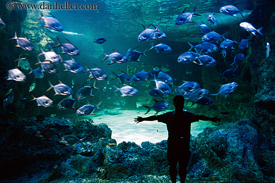 aquarium fishes images. man-sil-aquarium-fish.jpg