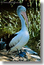 animals, australia, birds, pelicans, sydney, taronga zoo, vertical, photograph