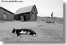barn, black and white, bodie, california, cats, exteriors, ghost town, horizontal, state park, west coast, western usa, photograph