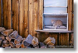 bodie, california, cats, exteriors, ghost town, horizontal, state park, west coast, western usa, photograph