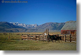 barn, bridgeport, california, horizontal, horses, mountains, ranch, west coast, western usa, photograph