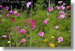 california, capitola, colorful, flowers, horizontal, west coast, western usa, photograph