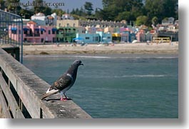 california, capitola, horizontal, piers, pigeons, west coast, western usa, wharf, photograph