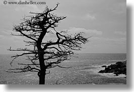 black and white, california, carmel, cypress, horizontal, lone, trees, west coast, western usa, photograph