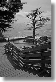 black and white, california, carmel, cypress, lone, stairs, trees, vertical, west coast, western usa, photograph