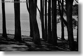 black and white, california, coastal views, coastline, horizontal, ocean, trees, west coast, western usa, photograph