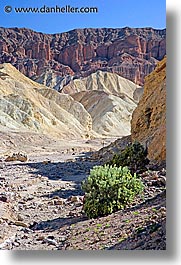bushes, california, canyons, death valley, golden, golden canyon, national parks, vertical, west coast, western usa, photograph