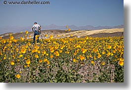 california, death valley, horizontal, national parks, people, west coast, western usa, wildflowers, photograph
