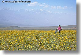 boys, california, childrens, death valley, horizontal, landscapes, mothers, national parks, people, west coast, western usa, wildflowers, womens, photograph