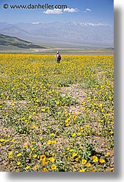 california, death valley, jack and jill, landscapes, national parks, people, vertical, west coast, western usa, wildflowers, photograph