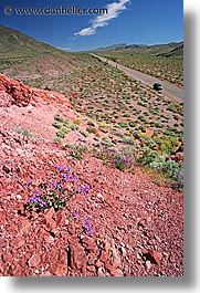 california, death valley, landscapes, national parks, vertical, west coast, western usa, wildflowers, photograph
