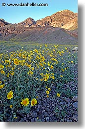 california, death valley, national parks, vertical, west coast, western usa, wildflowers, photograph
