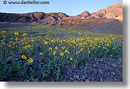 california, death valley, horizontal, national parks, west coast, western usa, wildflowers, photograph