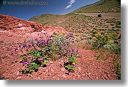 california, death valley, horizontal, landscapes, national parks, west coast, western usa, wildflowers, photograph