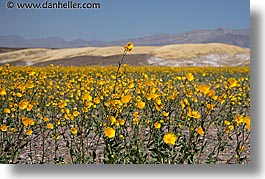 california, death valley, horizontal, lone, national parks, west coast, western usa, wildflowers, photograph