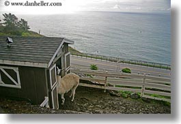 california, fences, gorda, horizontal, llama, west coast, western usa, white, photograph