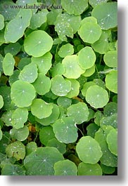 california, droplets, gorda, leaves, vertical, water, west coast, western usa, photograph