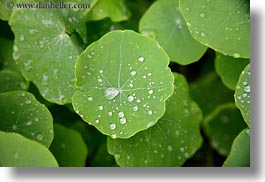 california, droplets, gorda, horizontal, leaves, water, west coast, western usa, photograph