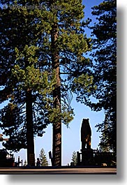 bears, california, kings canyon, trees, vertical, west coast, western usa, photograph