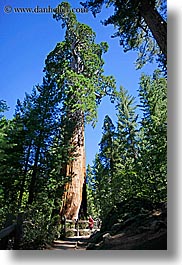 california, general, grant, kings canyon, sequoia, trees, vertical, west coast, western usa, photograph