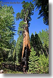 california, general, grant, kings canyon, sequoia, trees, vertical, west coast, western usa, photograph