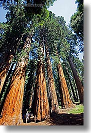 california, giants, kings canyon, sequoia, trees, vertical, west coast, western usa, photograph