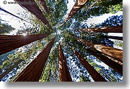 california, giants, horizontal, kings canyon, perspective, sequoia, trees, upview, west coast, western usa, photograph