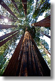 california, giants, kings canyon, perspective, sequoia, trees, upview, vertical, west coast, western usa, photograph