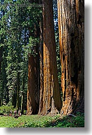california, giants, kings canyon, sequoia, trees, vertical, west coast, western usa, photograph