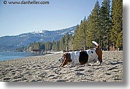 basset, beaches, california, dogs, horizontal, lake tahoe, west coast, western usa, photograph