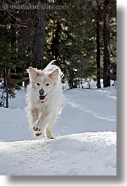 california, dogs, lake tahoe, running, sammy, snow, vertical, west coast, western usa, photograph