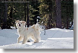 california, dogs, horizontal, lake tahoe, running, sammy, snow, west coast, western usa, photograph