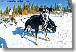 california, dogs, fisheye lens, horizontal, lake tahoe, lead, mushing, west coast, western usa, photograph